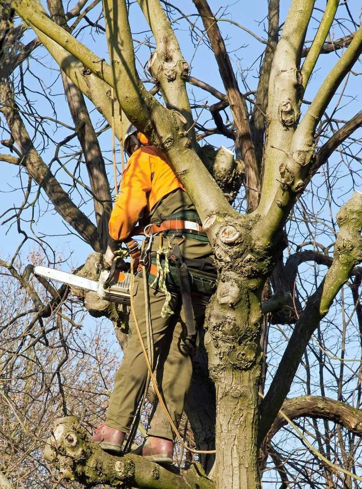 Élagage d'arbres, Bordères