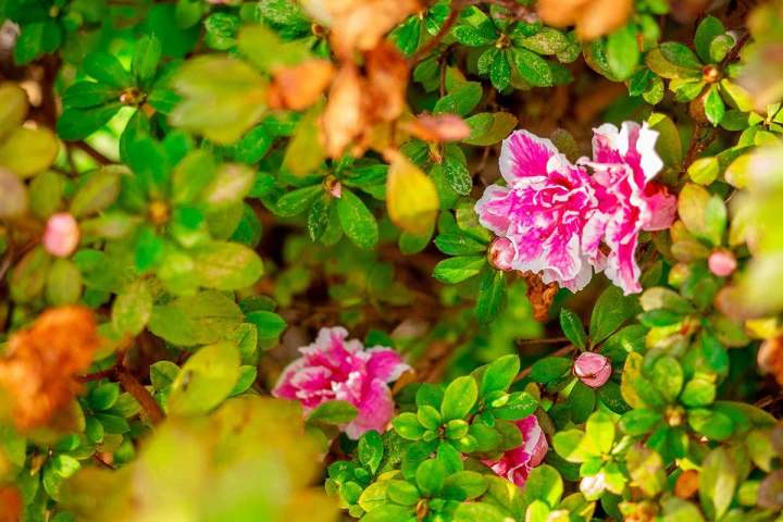 Un entretien sur mesure pour un jardin parfait