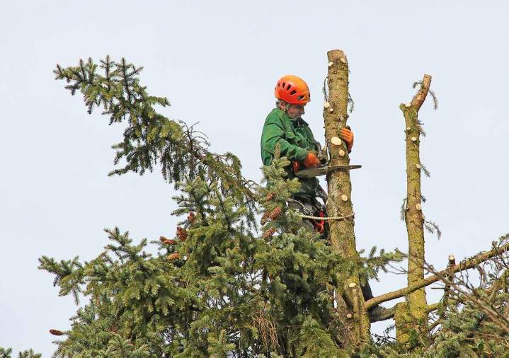 Élagage d'arbres Lourdes