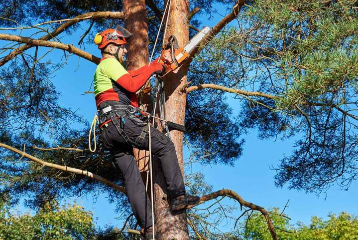 Une intervention sécurisée et efficace pour préserver la santé de vos arbres